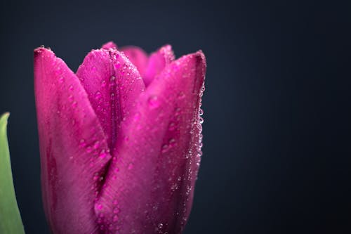 A Pink Tulip With Water Droplets 