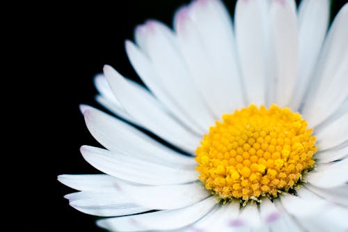 Close-Up Shot of a White Daisy 
