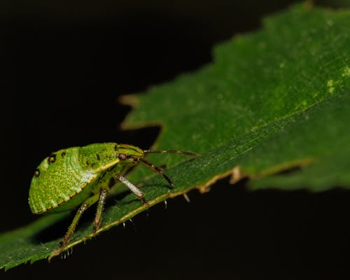 Green Shield Bug on Green Leaf in Close-Up Photography