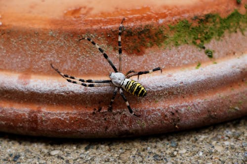 คลังภาพถ่ายฟรี ของ การถ่ายภาพแมลง, ตัวต่อแมงมุม, หม้อดิน