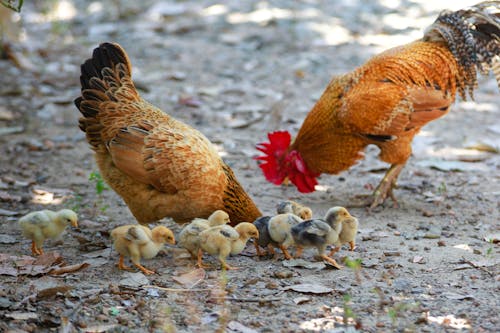 Free Chicken and Chicks on Dirt Ground Stock Photo