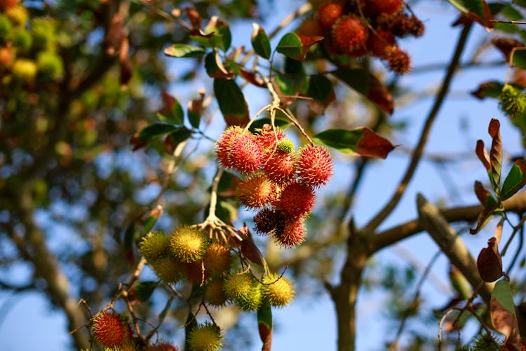 Rambutan Tree