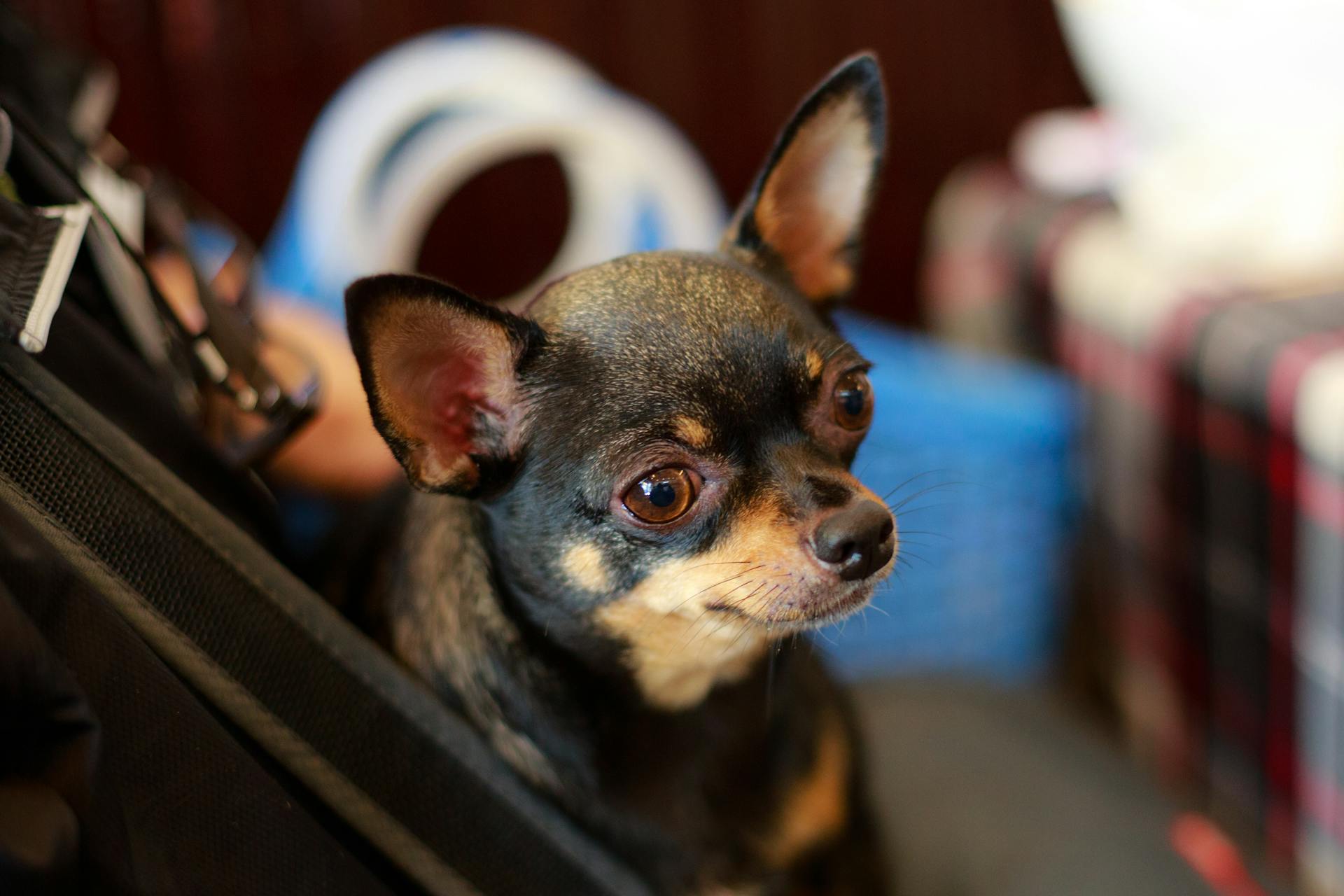 A Cute Black and Tan Chihuahua Puppy