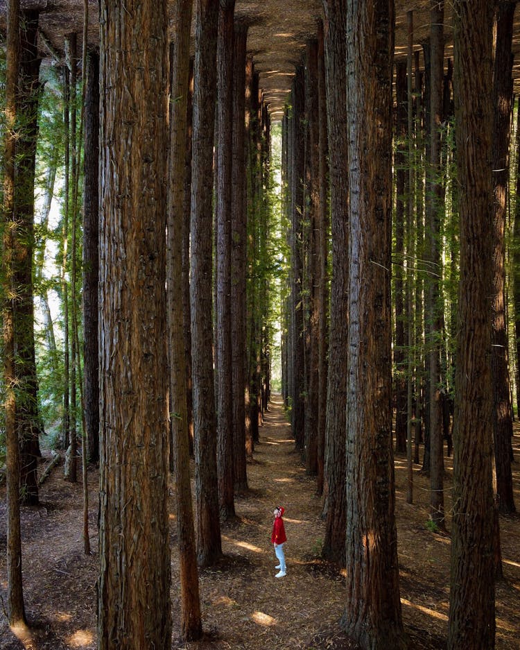 Man In Fantasy Forest