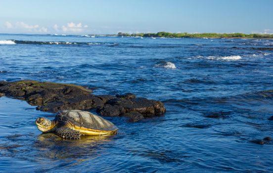 Sea turtle rests on rocky shore by turquoise ocean in Hawaii.