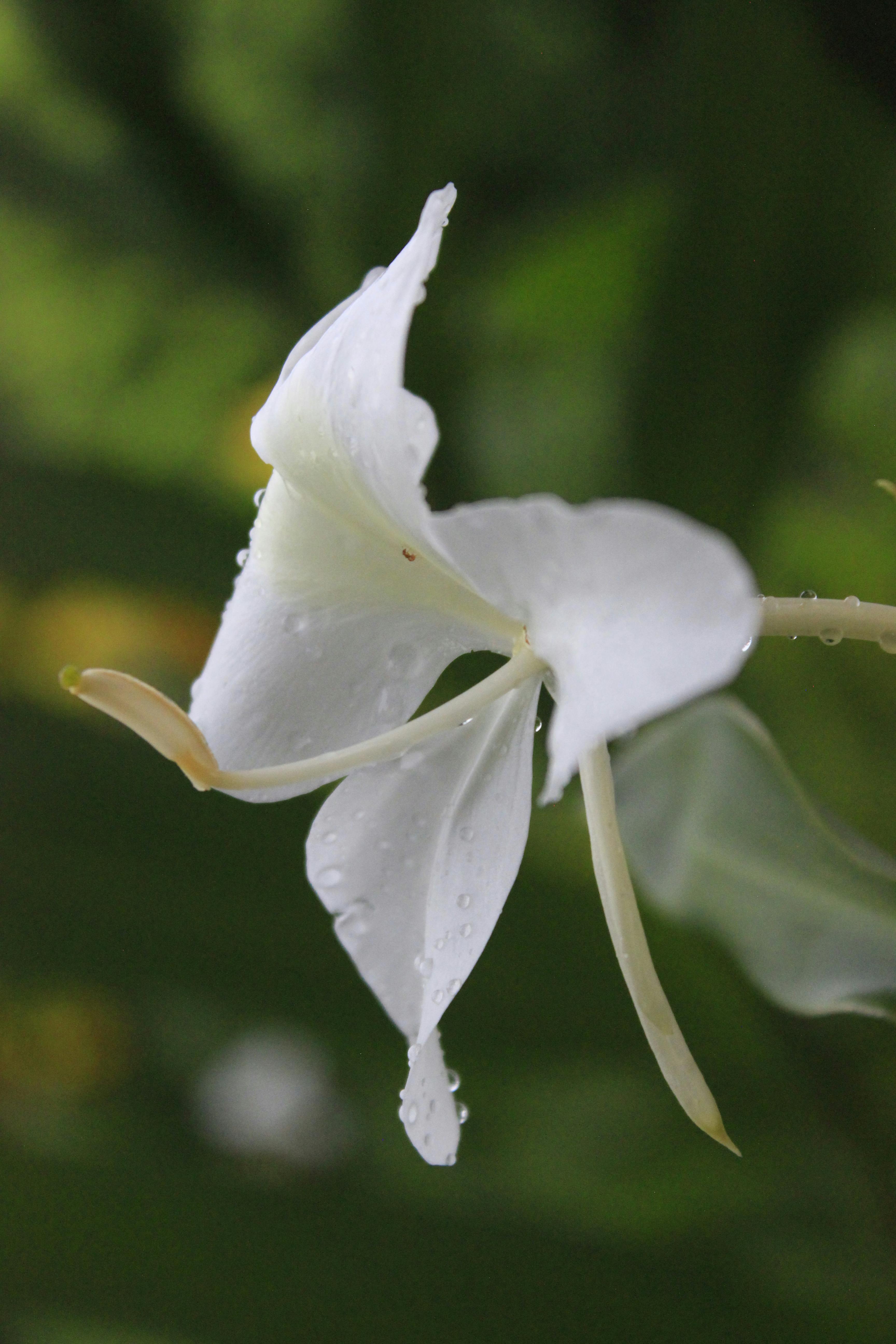 Flores Blancas · Foto de stock gratuita