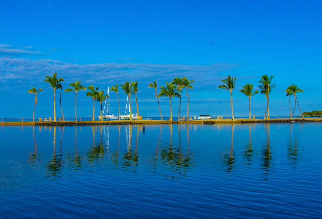 View of Palm Trees on a Shore Reflecting in the Water 