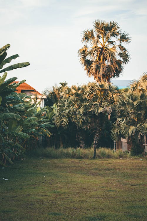 Gratis arkivbilde med hus, landlige scene, palmetrær