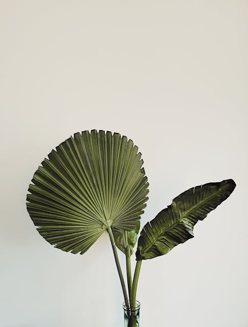 Immagine gratuita di foglie verdi, fotografia di piante, impianto