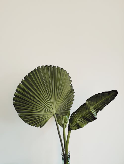 Green Leaves on a Glass Vase Near White Background