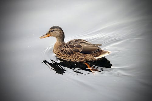 Darmowe zdjęcie z galerii z natura, ptaki, spokojne wody