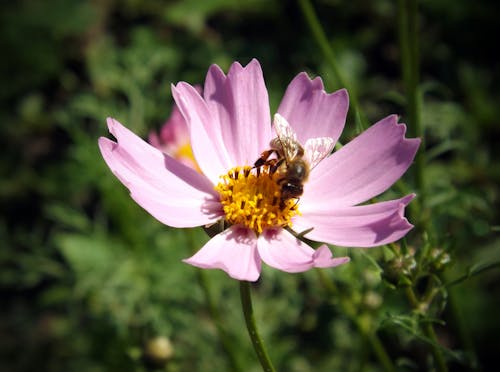 Darmowe zdjęcie z galerii z natura, piękne kwiaty, pszczoła