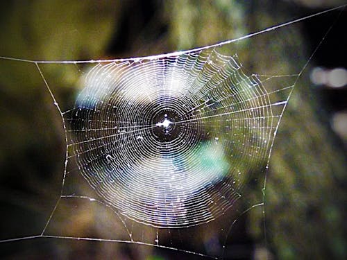 Darmowe zdjęcie z galerii z natura, pajęczyna, przystojny