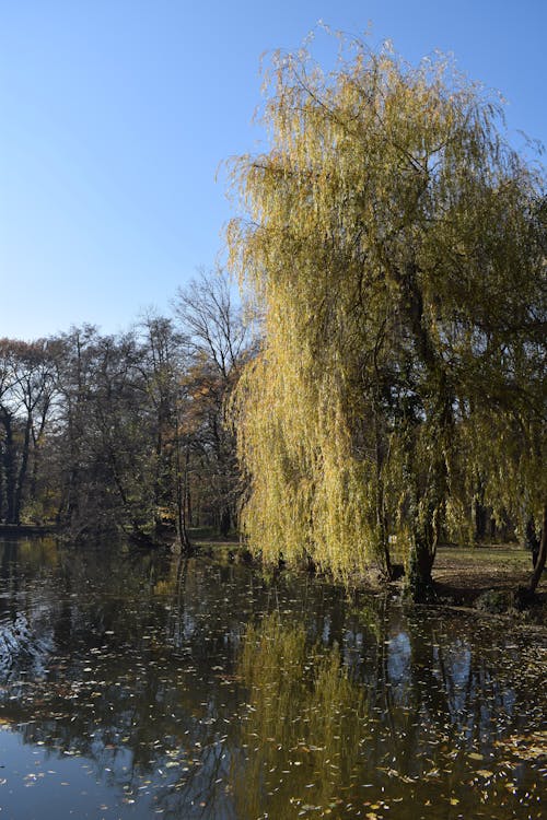 Kostenloses Stock Foto zu bäume, fluss, flussweide