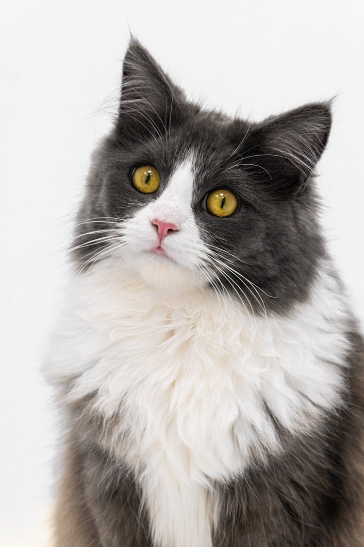 Black And White Maine Coon With Yellow Eyes