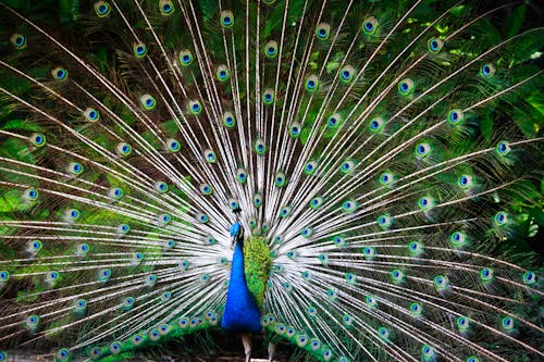 A Beautiful Peacock in Close-up Photography