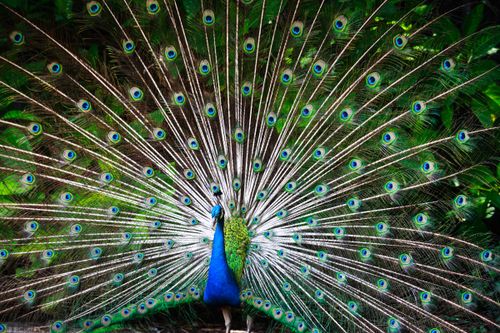 Free A stunning image of a peacock displaying its colorful feathers outdoors. Stock Photo