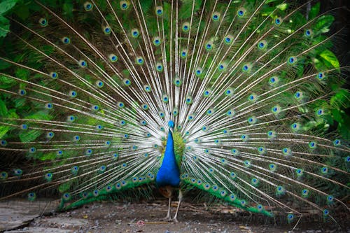 A Peafowl Standing on the Ground