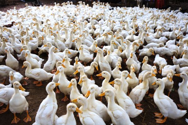 Duck farm