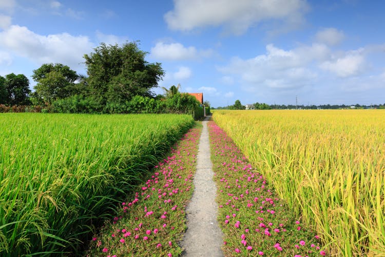 Agriculture Landscape With Pink Flowers By A Footpath