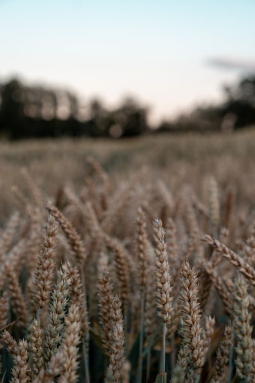 Free A serene wheat field during sunset showcasing close-up details of the wheat heads. Stock Photo