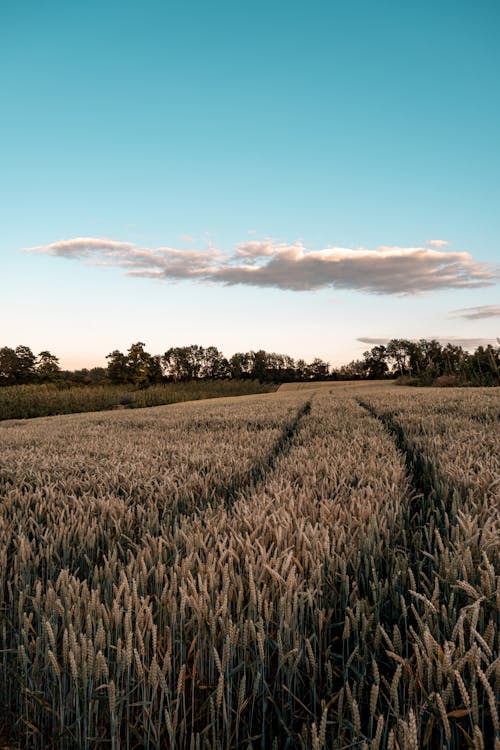 Gratis lagerfoto af agerjord, bane, landdistrikt