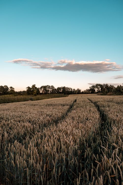 Free Tranquil summer wheat field stretching to the horizon with a clear blue sky and clouds. Stock Photo