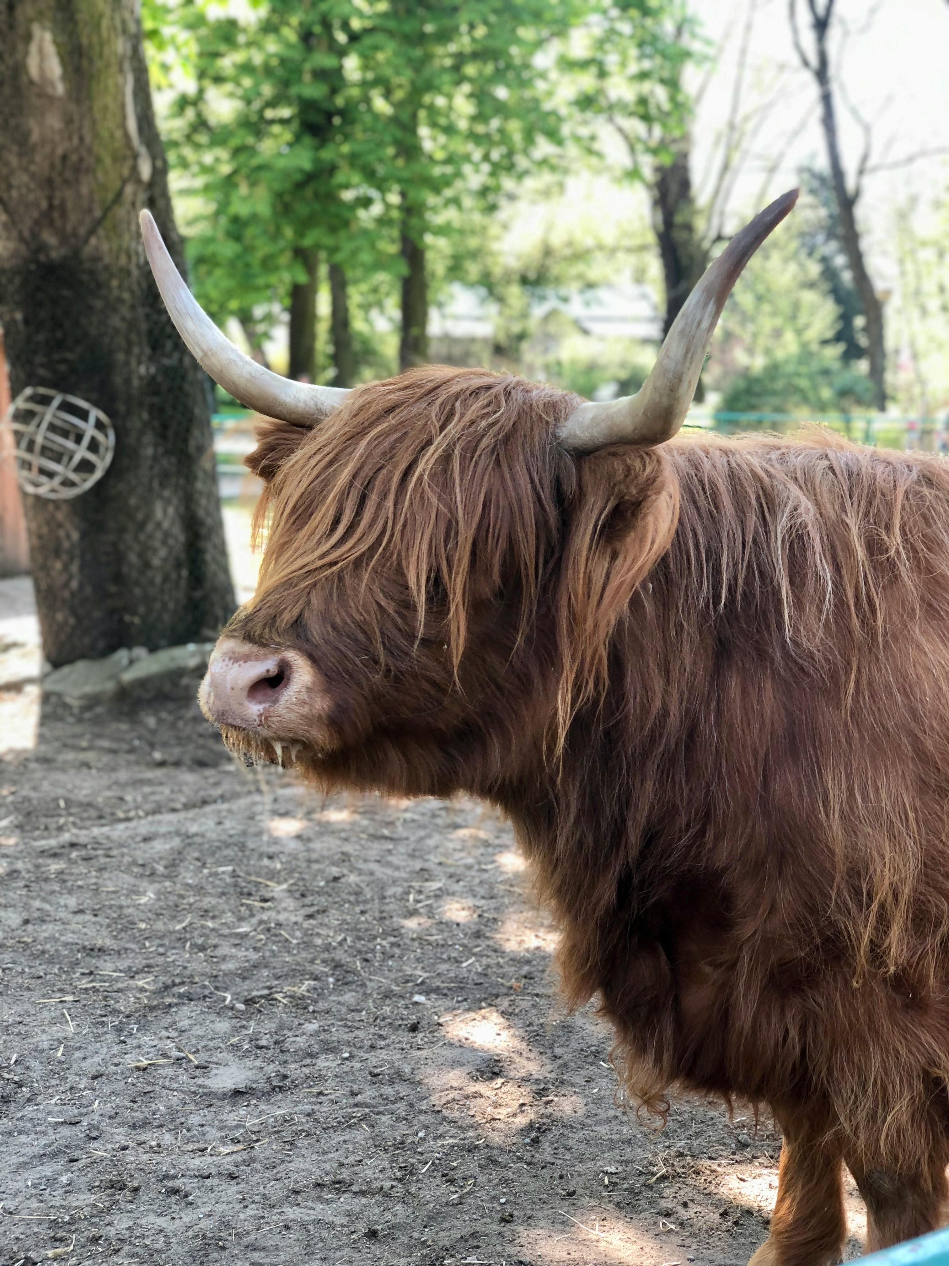 Gratuit Photos gratuites de agriculture, animal de compagnie, animal de ferme Photos