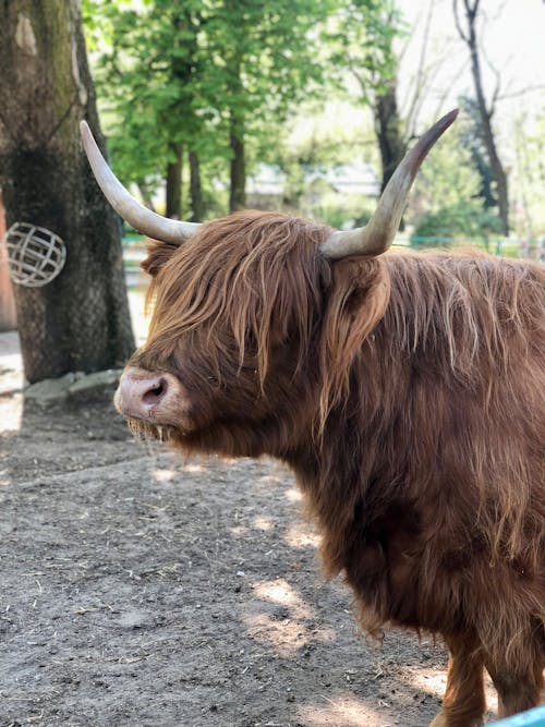 Foto profissional grátis de animal da fazenda, chifres, criação de gado