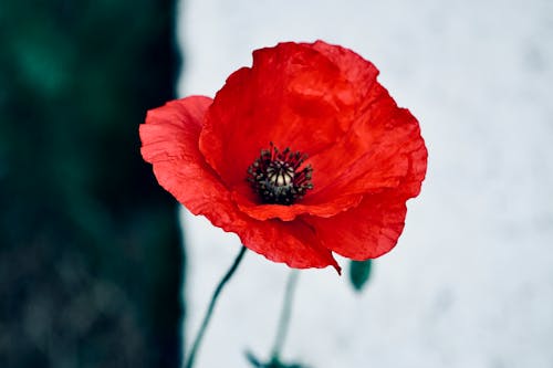 Red Common Poppy Flower in Tilt Shift Lens