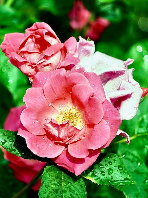 Pink Flowers with Dewdrops of Water