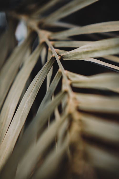 Close-up Shot of Palm Leaf