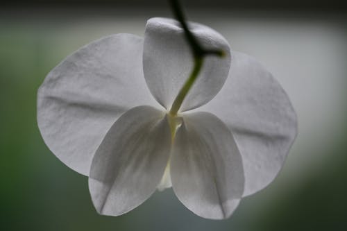 Ücretsiz Beyaz çiçek, bitki örtüsü, çiçek fotoğrafçılığı içeren Ücretsiz stok fotoğraf Stok Fotoğraflar