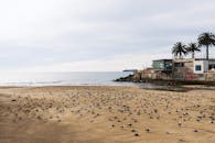 宁静的海滩上，沙滩上栖息着许多鸟儿，背景是辽阔的海洋