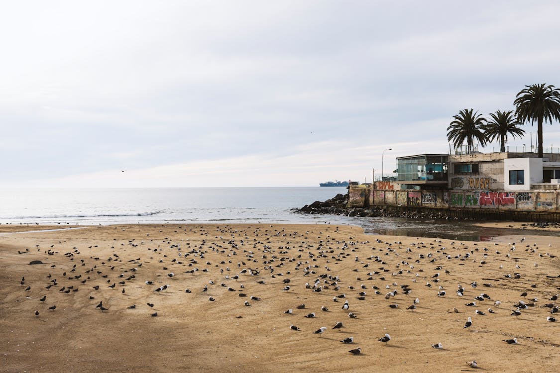 grátis Pássaro Branco E Preto Na Praia Perto De Corpo D'água E árvore Verde Durante O Dia Foto profissional