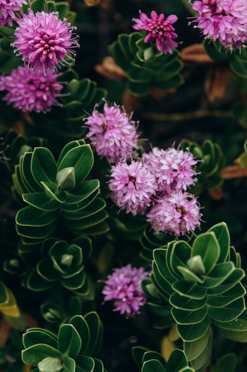 Hebe Speciosa in Close-up Photography