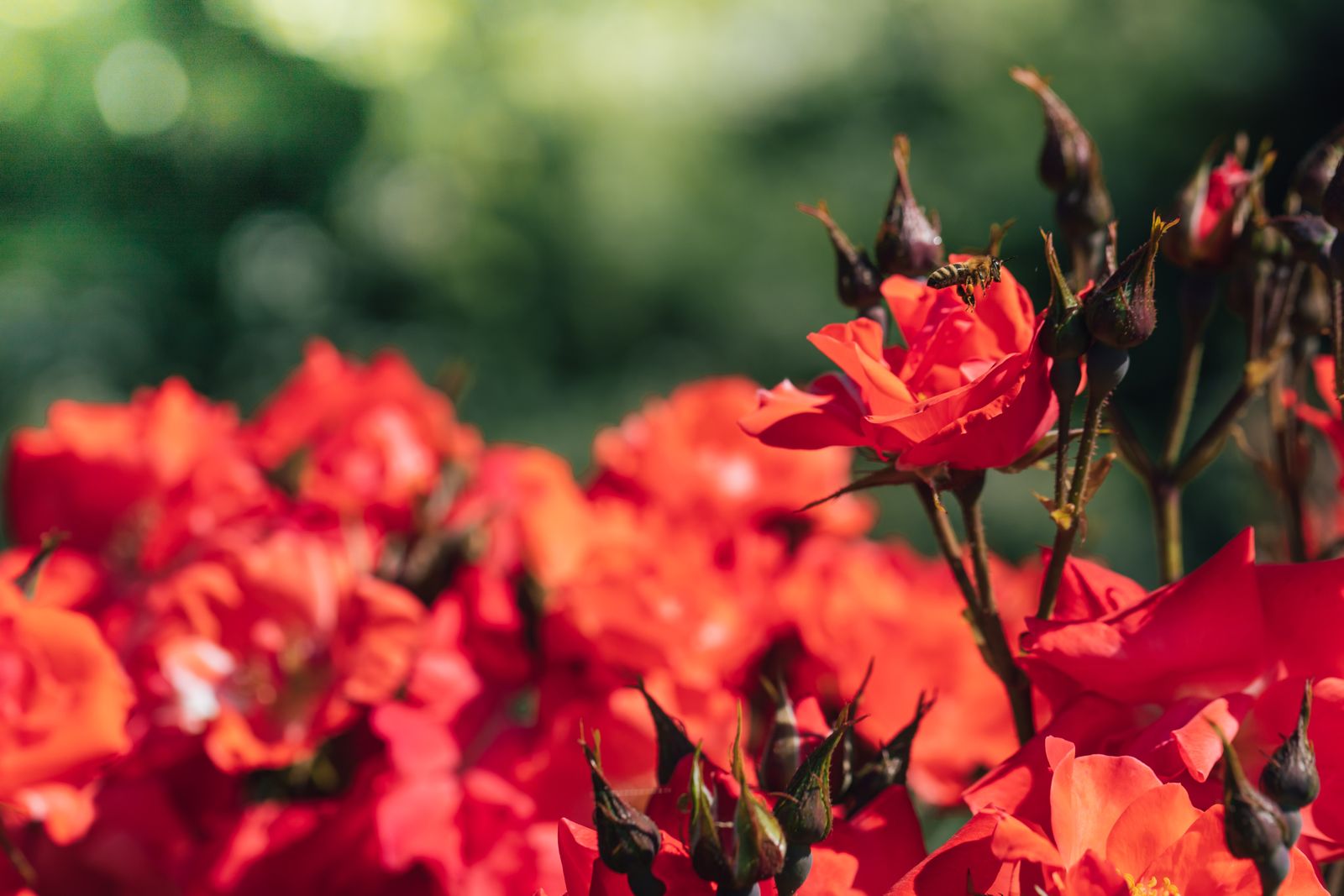 Red in the garden paint by numbers