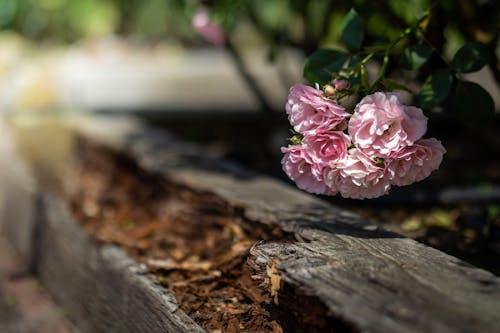 ピンクの花, 木の表面, 花の写真の無料の写真素材