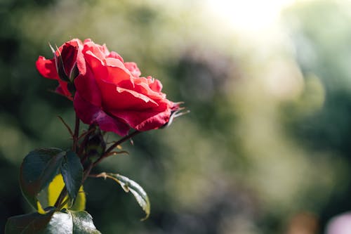 Foto profissional grátis de atraente, fechar-se, flor vermelha