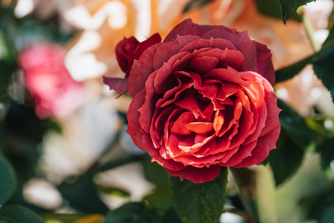 Close-up of Red Rose in Full Bloom