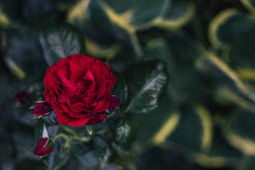 Red Rose in Close Up Photography