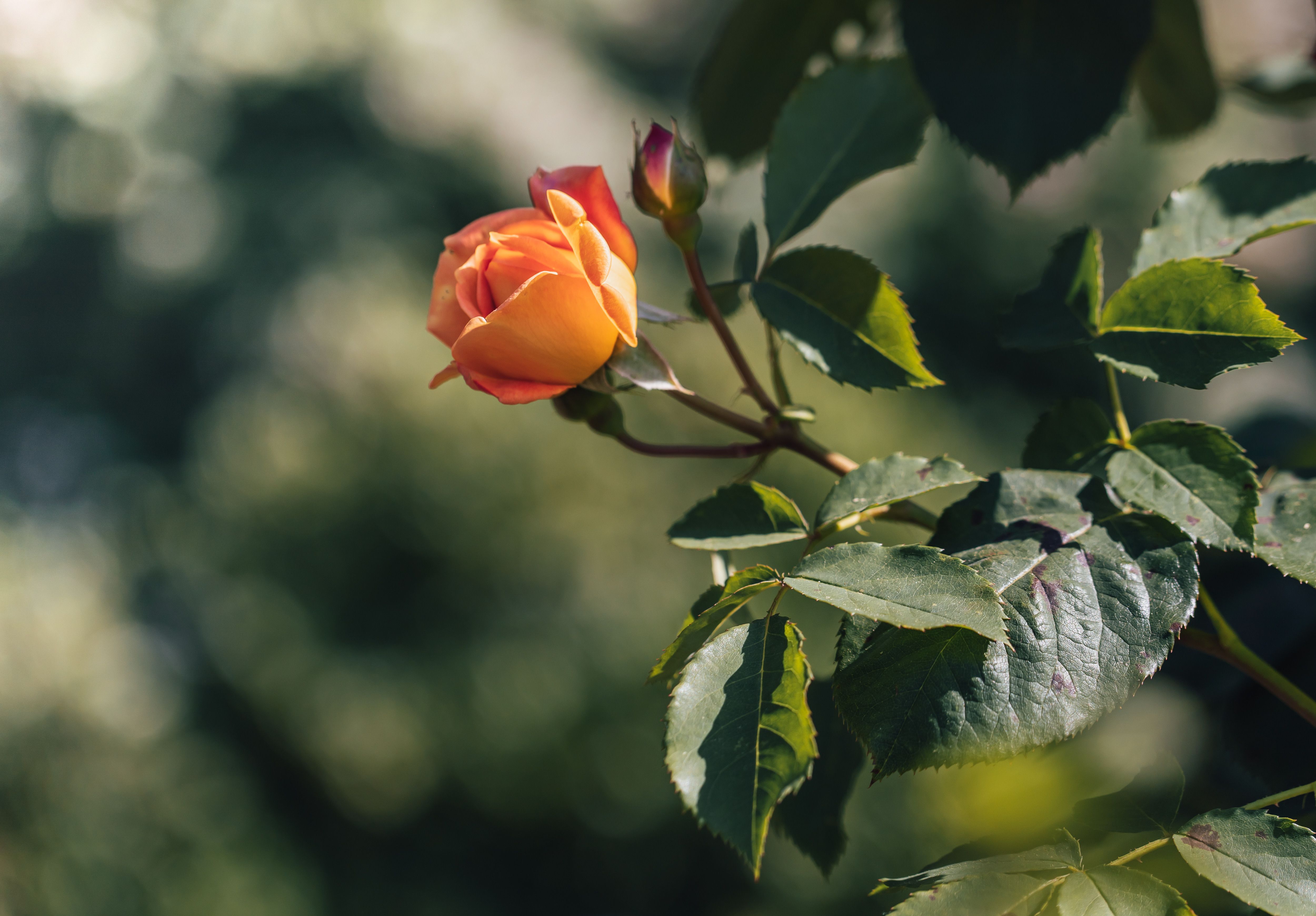 Orange Garden Rose on a Stem with Green Leaves · Free Stock Photo