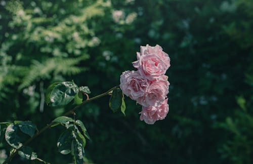 Ingyenes stockfotó gyönyörű virág, növényvilág, rózsaszín rózsák témában