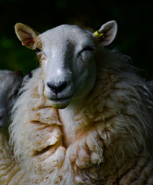 羊の浅い焦点
