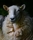 Shallow Focus of Sheep