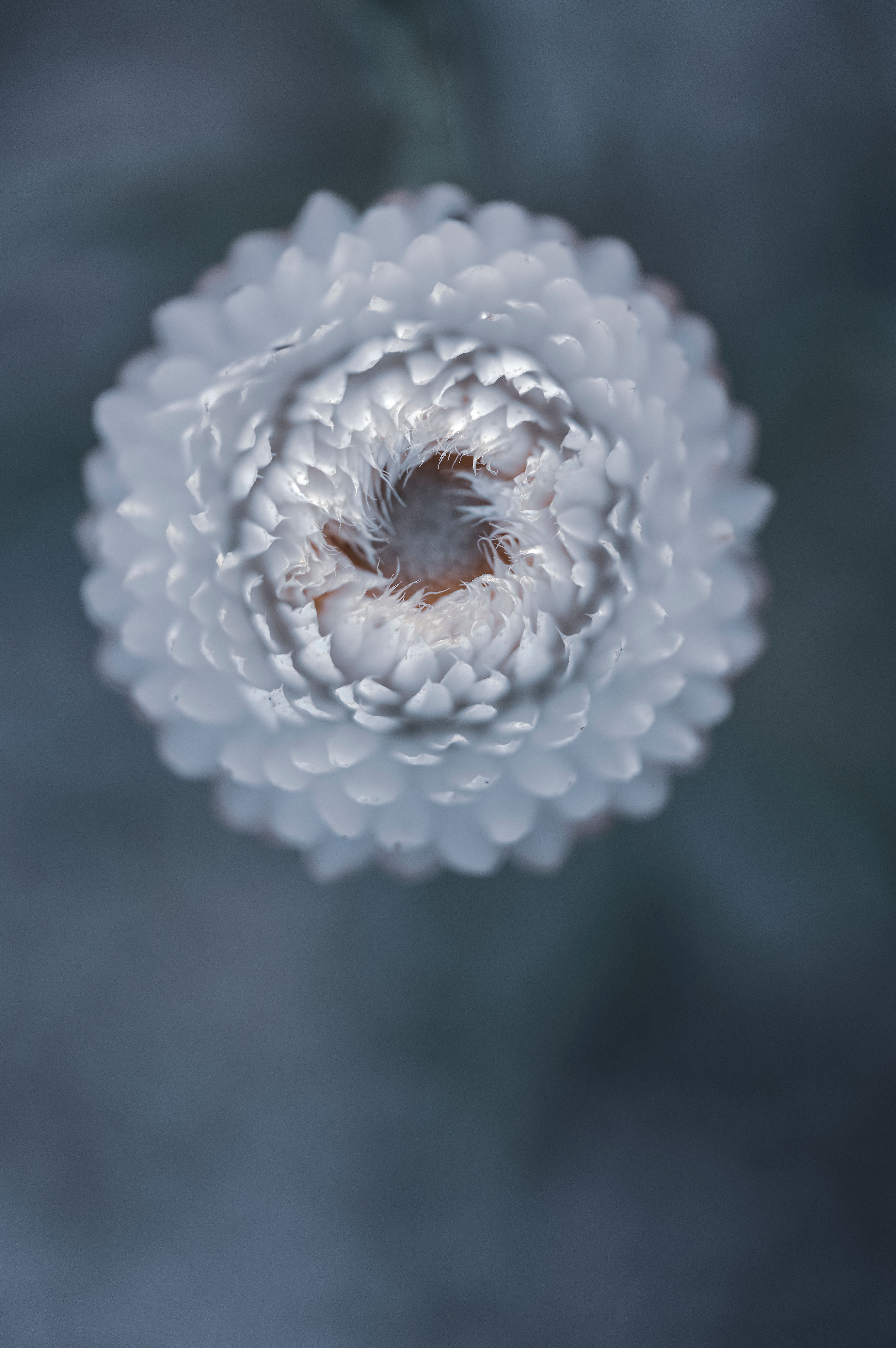 White Chrysanthemum Flower in Macro Shot Photography · Free Stock Photo