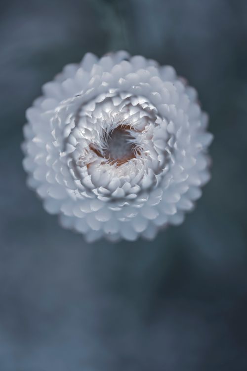 Free Elegant macro photograph of a white chrysanthemum showcasing intricate floral details. Stock Photo