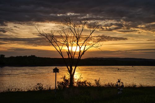 Free A beautiful sunset over the Mississippi River with a silhouette of a bare tree adds dramatic effect. Stock Photo