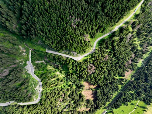 Aerial View of Green Trees