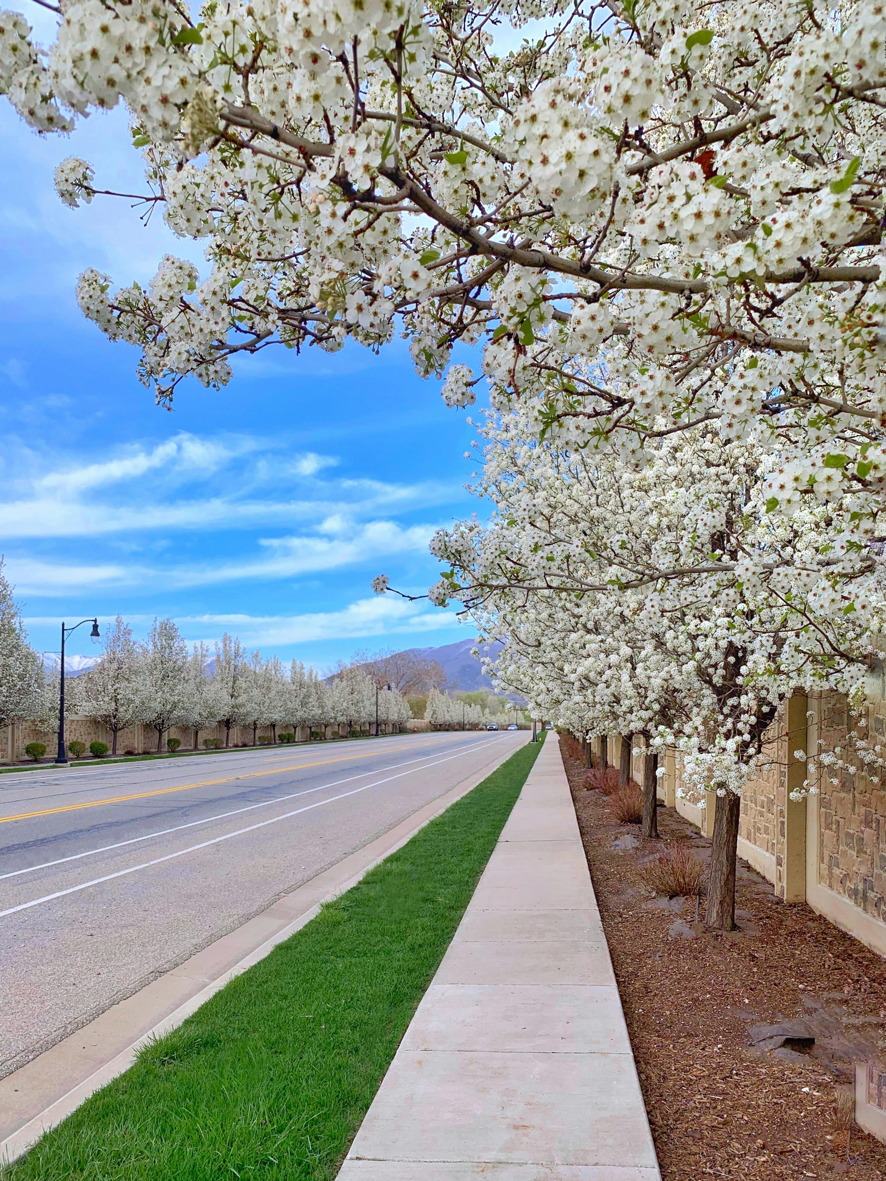 gray asphalt road between white flower trees